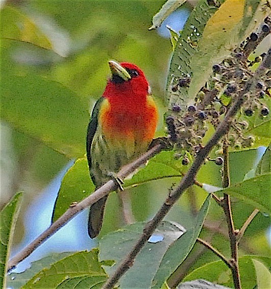 Red-headed Barbet - ML138818521