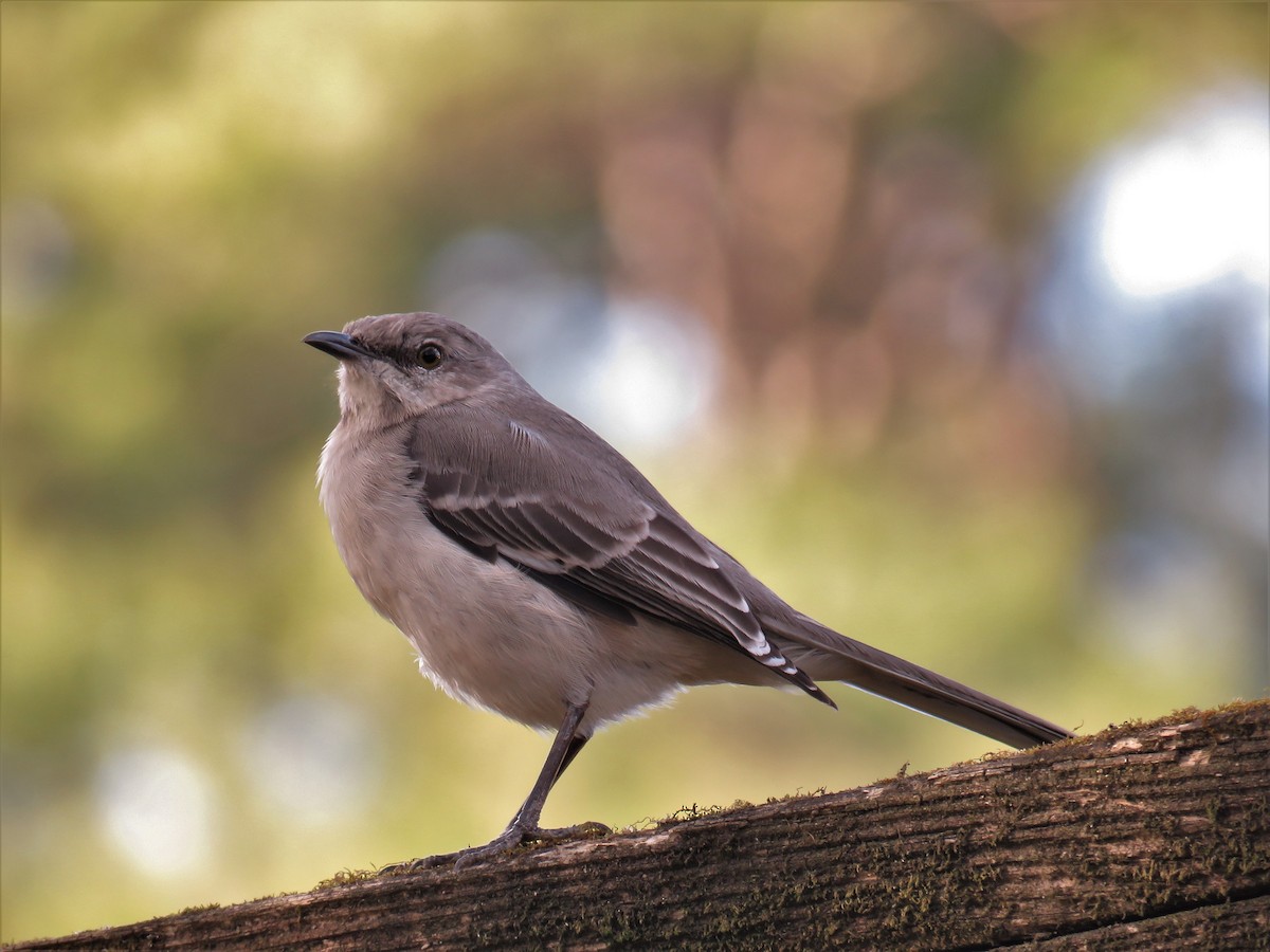 Northern Mockingbird - ML138818551