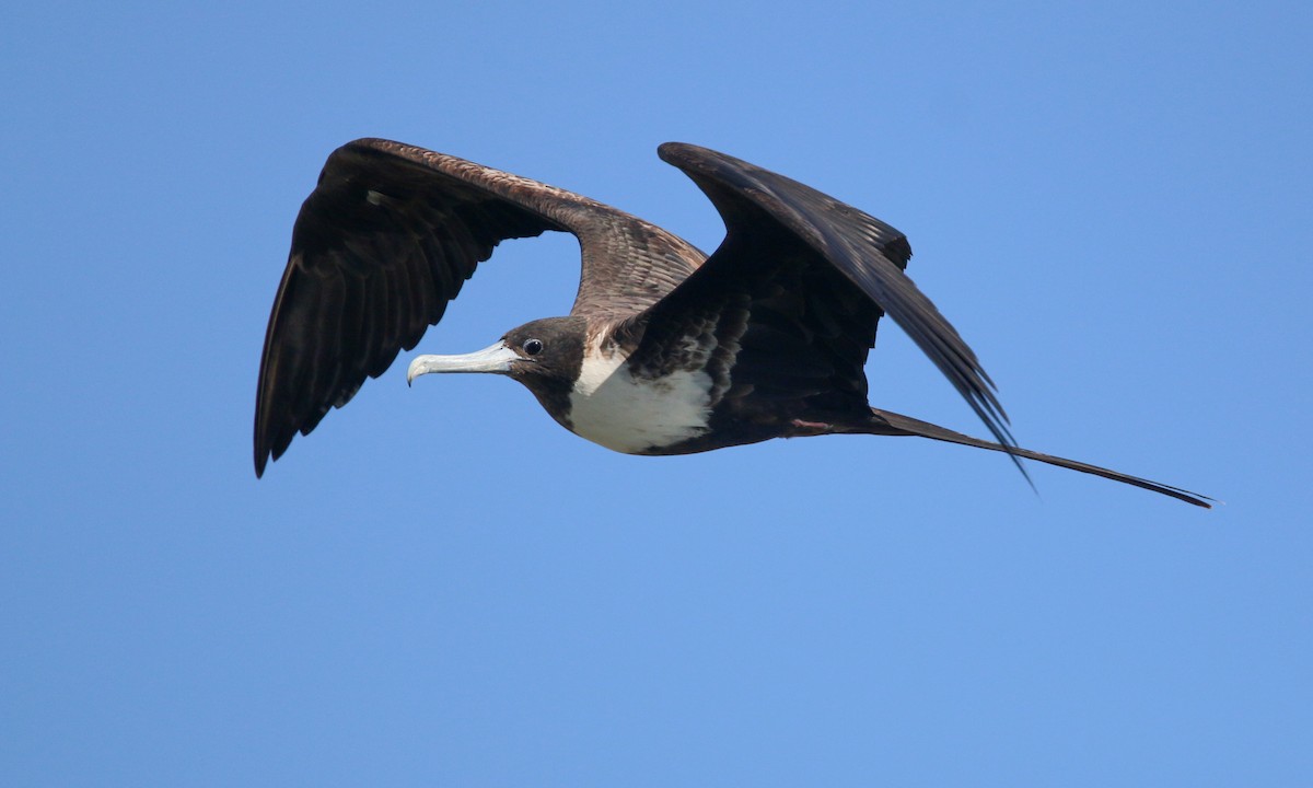 Magnificent Frigatebird - Ian Davies