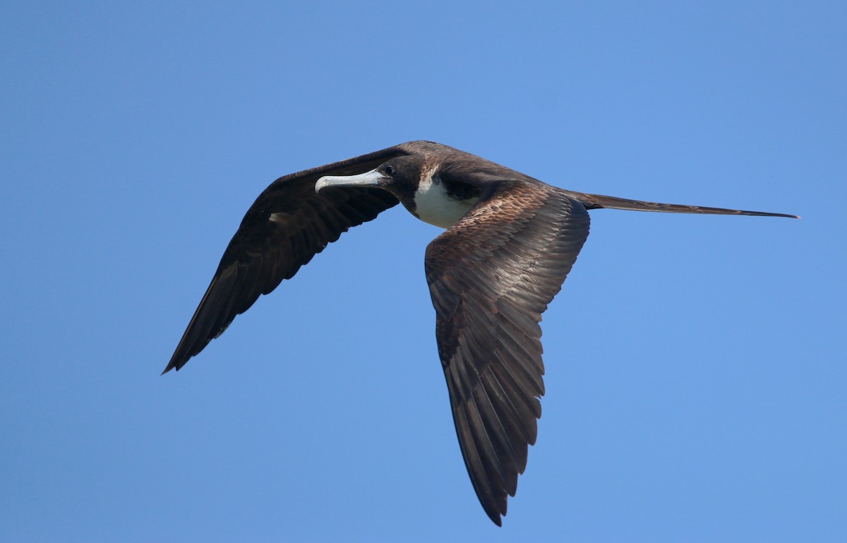 Magnificent Frigatebird - Ian Davies