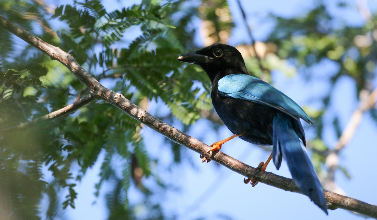 Yucatan Jay - ML138819221