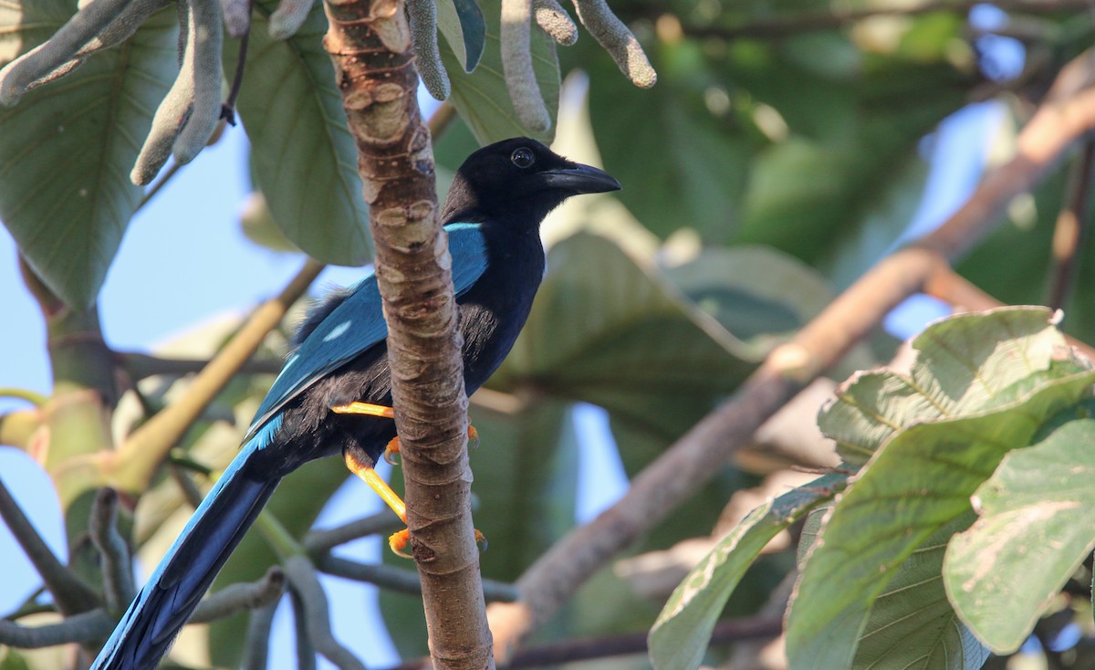 Yucatan Jay - ML138819231