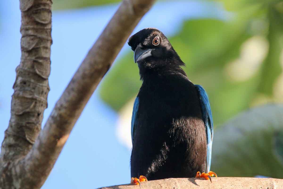 Yucatan Jay - ML138819241