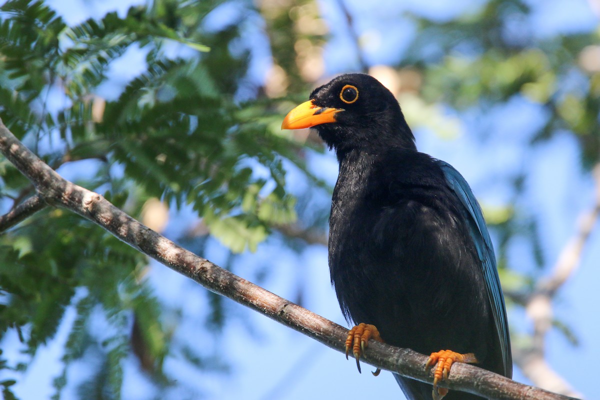 Yucatan Jay - ML138819251