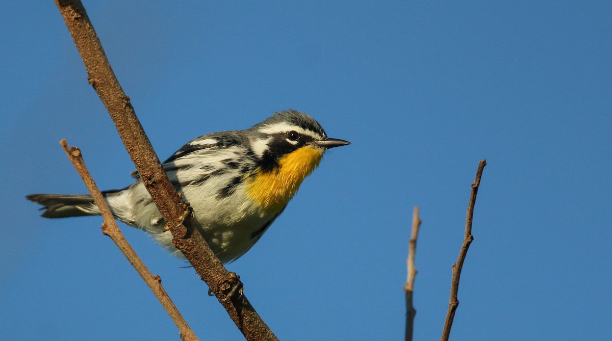 Paruline à gorge jaune - ML138819331