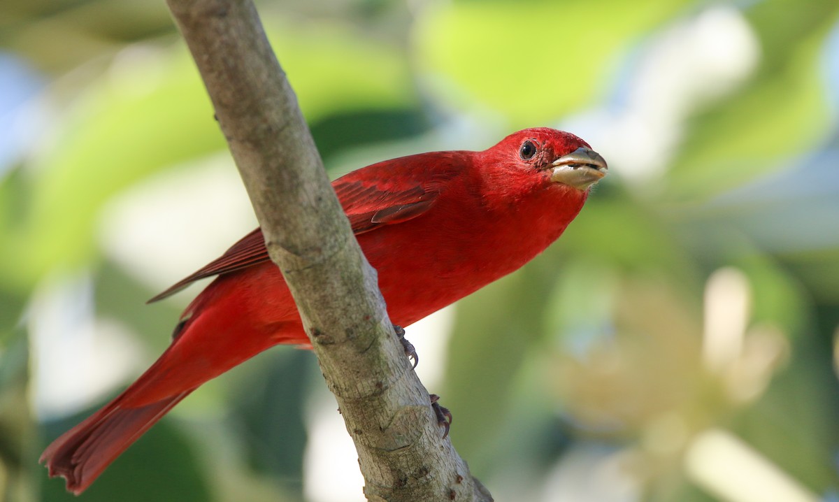 Summer Tanager - Ian Davies