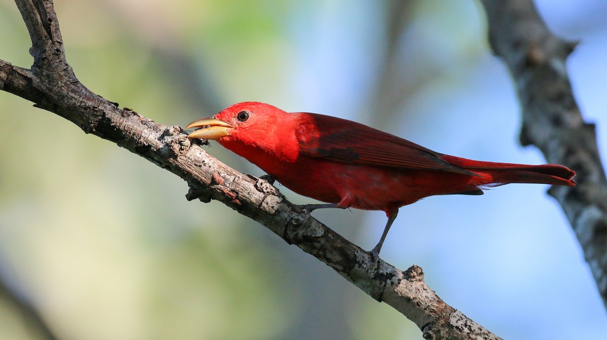 Piranga Roja - ML138819431