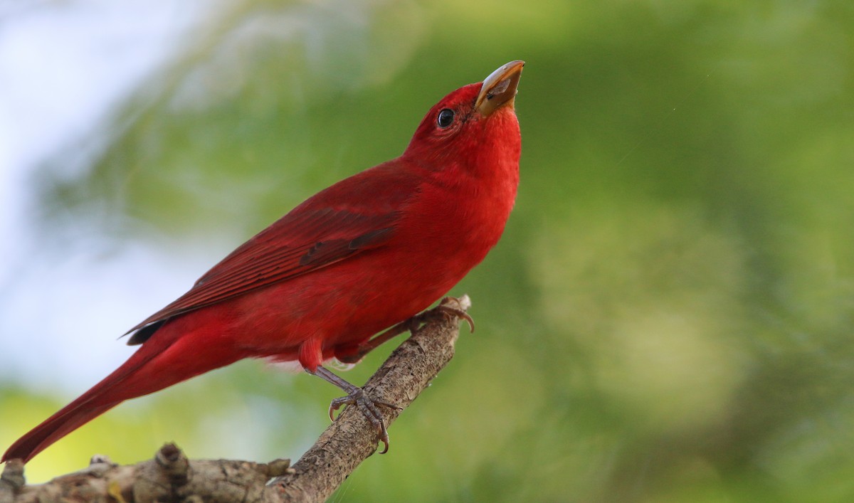 Summer Tanager - ML138819441