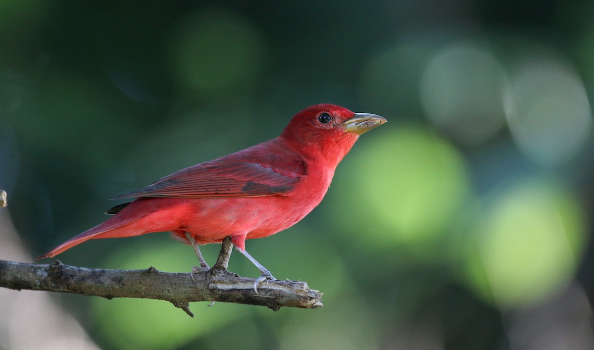 Summer Tanager - ML138819451