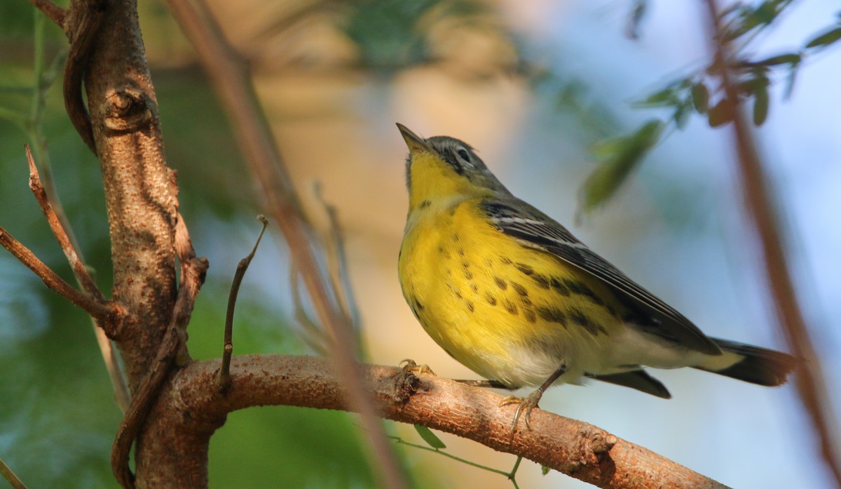 Magnolia Warbler - Ian Davies