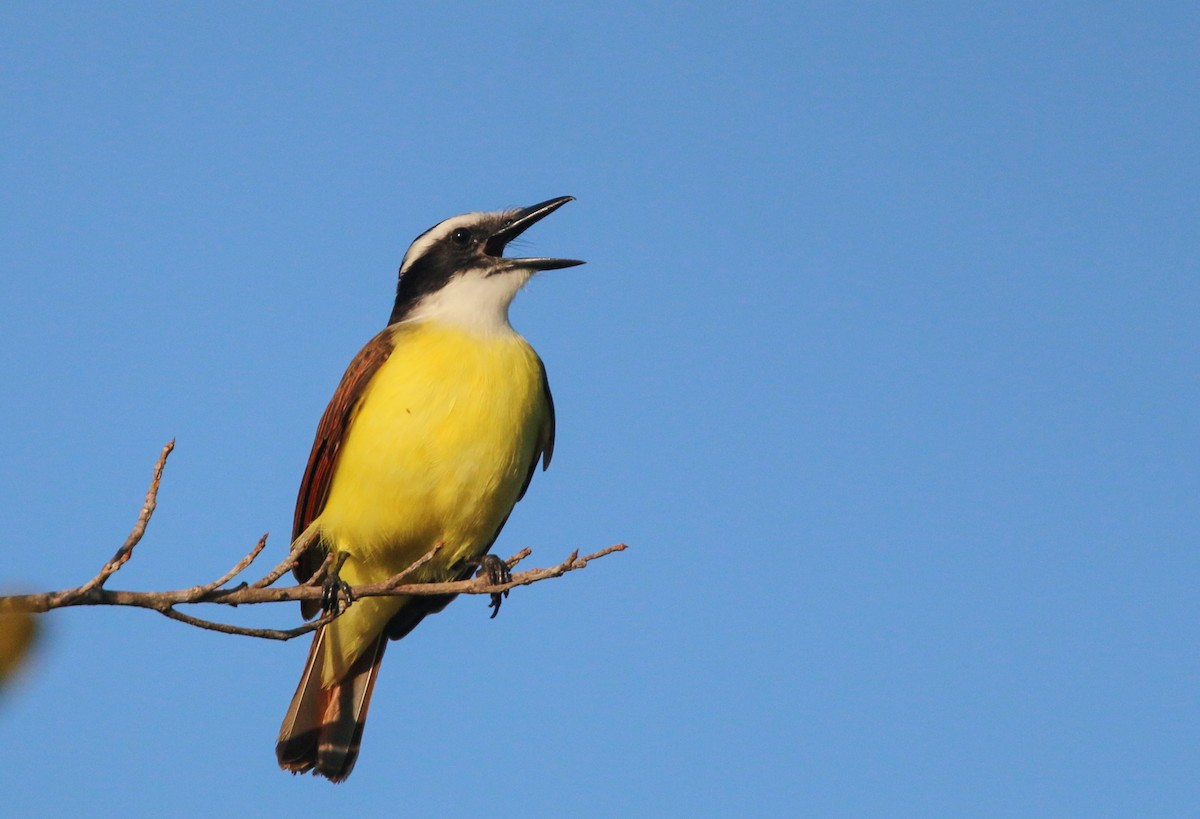 Great Kiskadee - Ian Davies