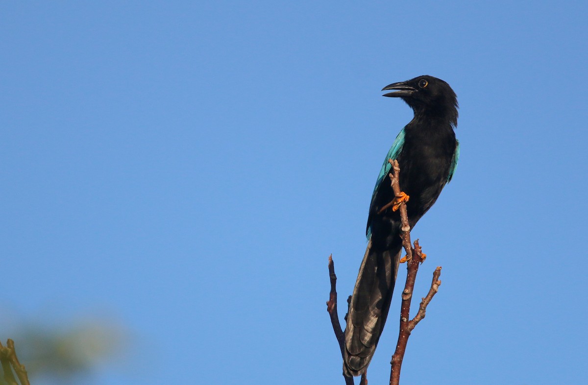 Yucatan Jay - ML138819661