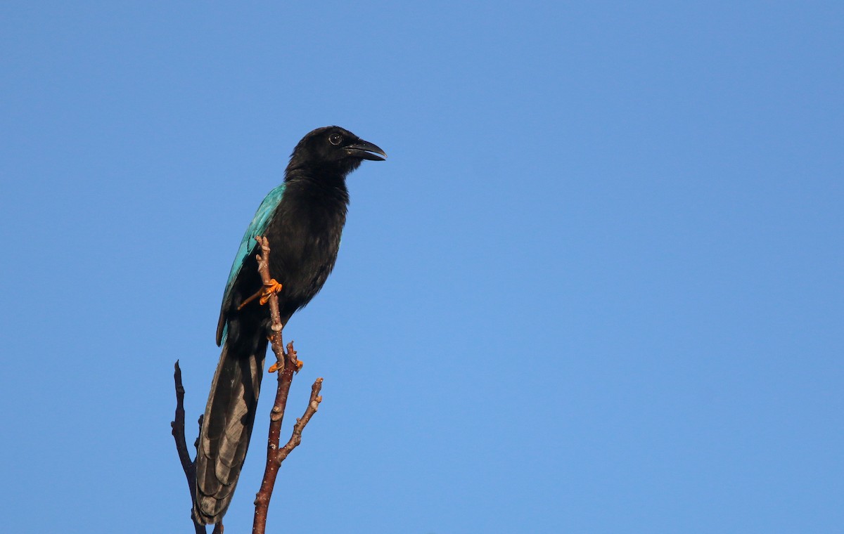 Yucatan Jay - ML138819671