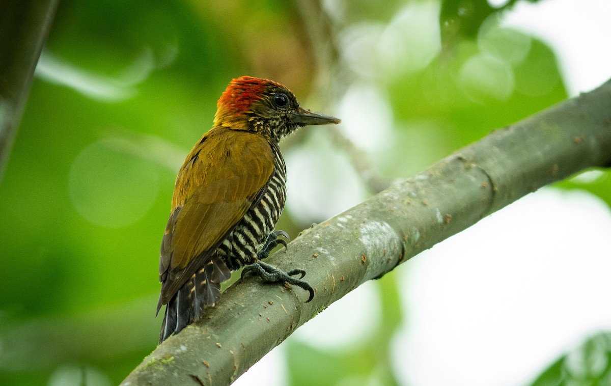 Carpintero del Chocó - ML138819801