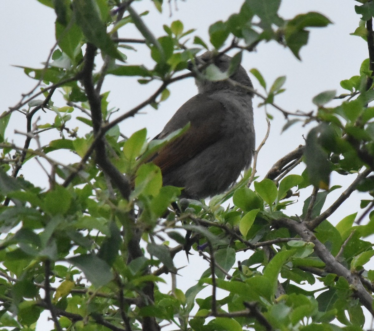 Grayish Baywing - andres ebel