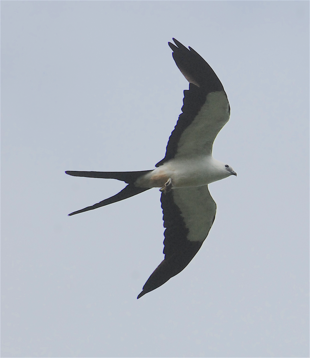 Swallow-tailed Kite - Anonymous