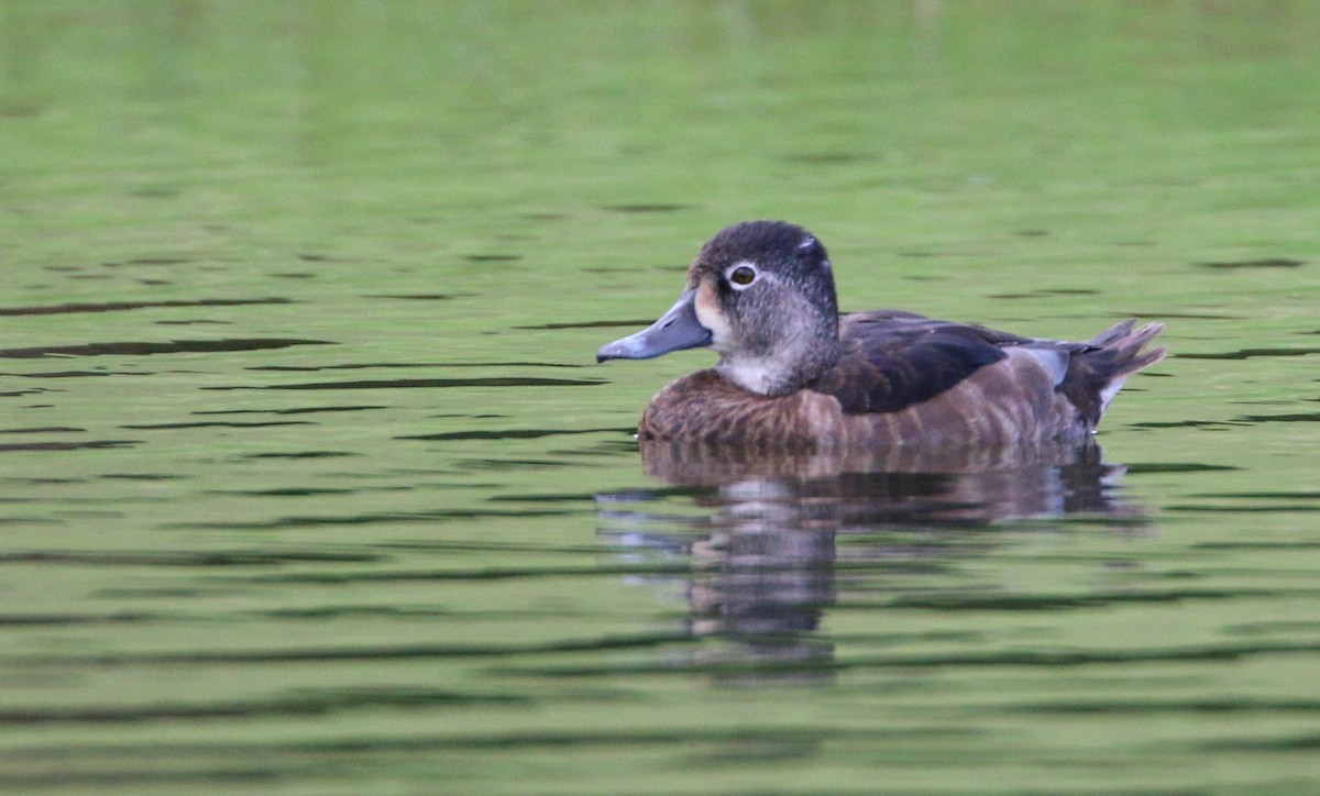 Ring-necked Duck - ML138820411