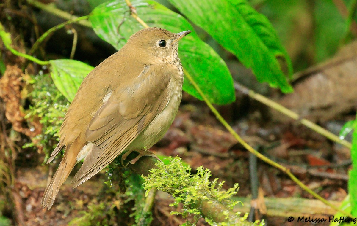 Gray-cheeked Thrush - ML138820811