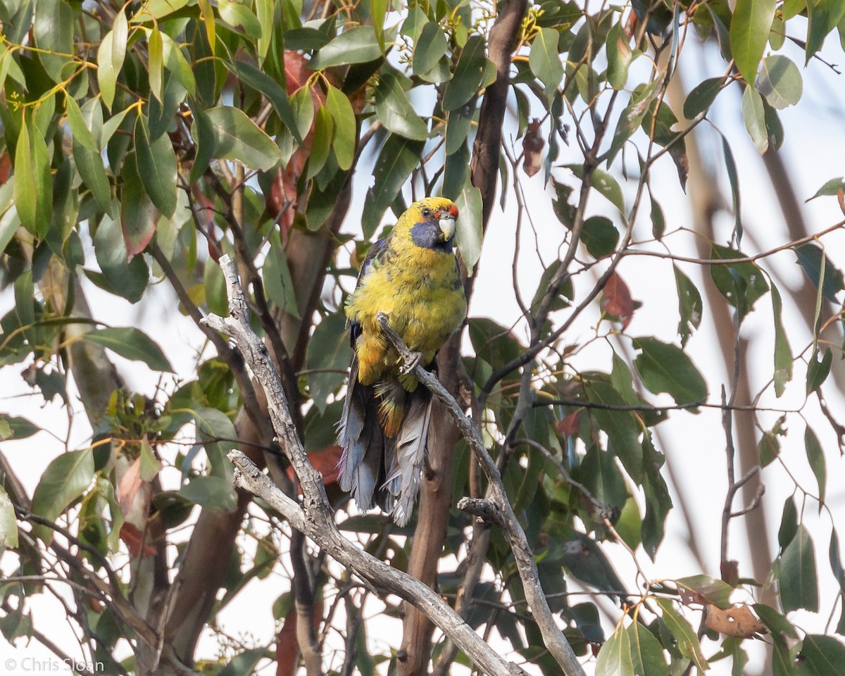 Green Rosella - ML138821501