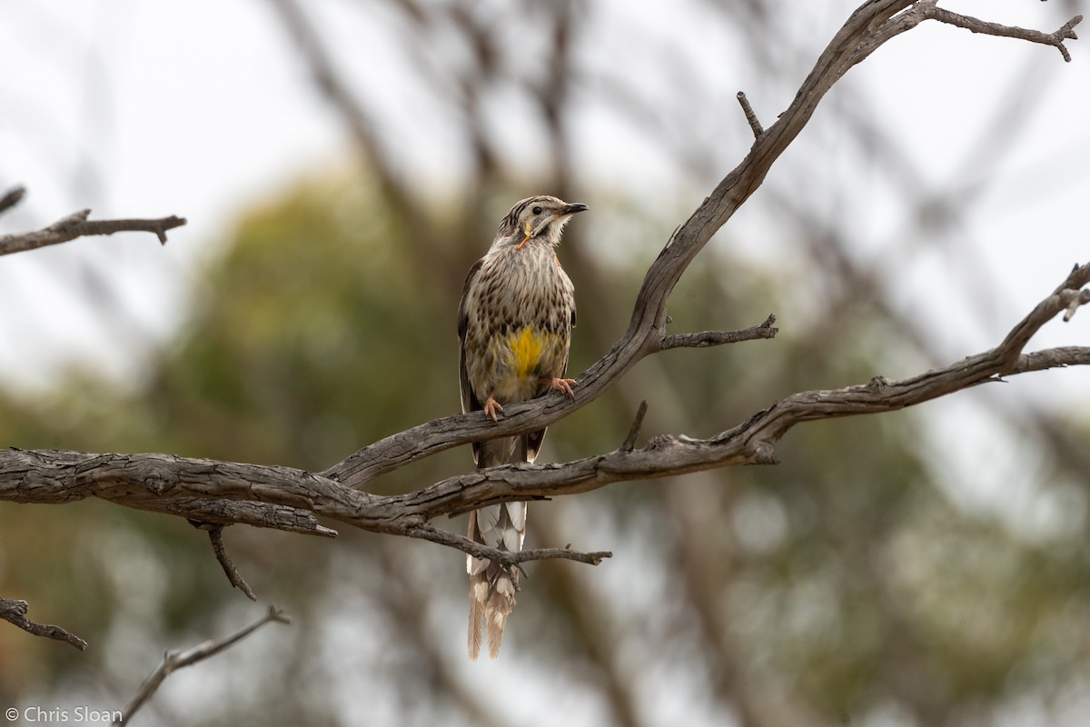 Yellow Wattlebird - ML138821601