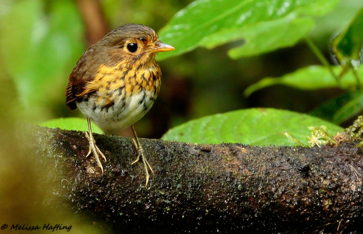 Ochre-breasted Antpitta - ML138821621