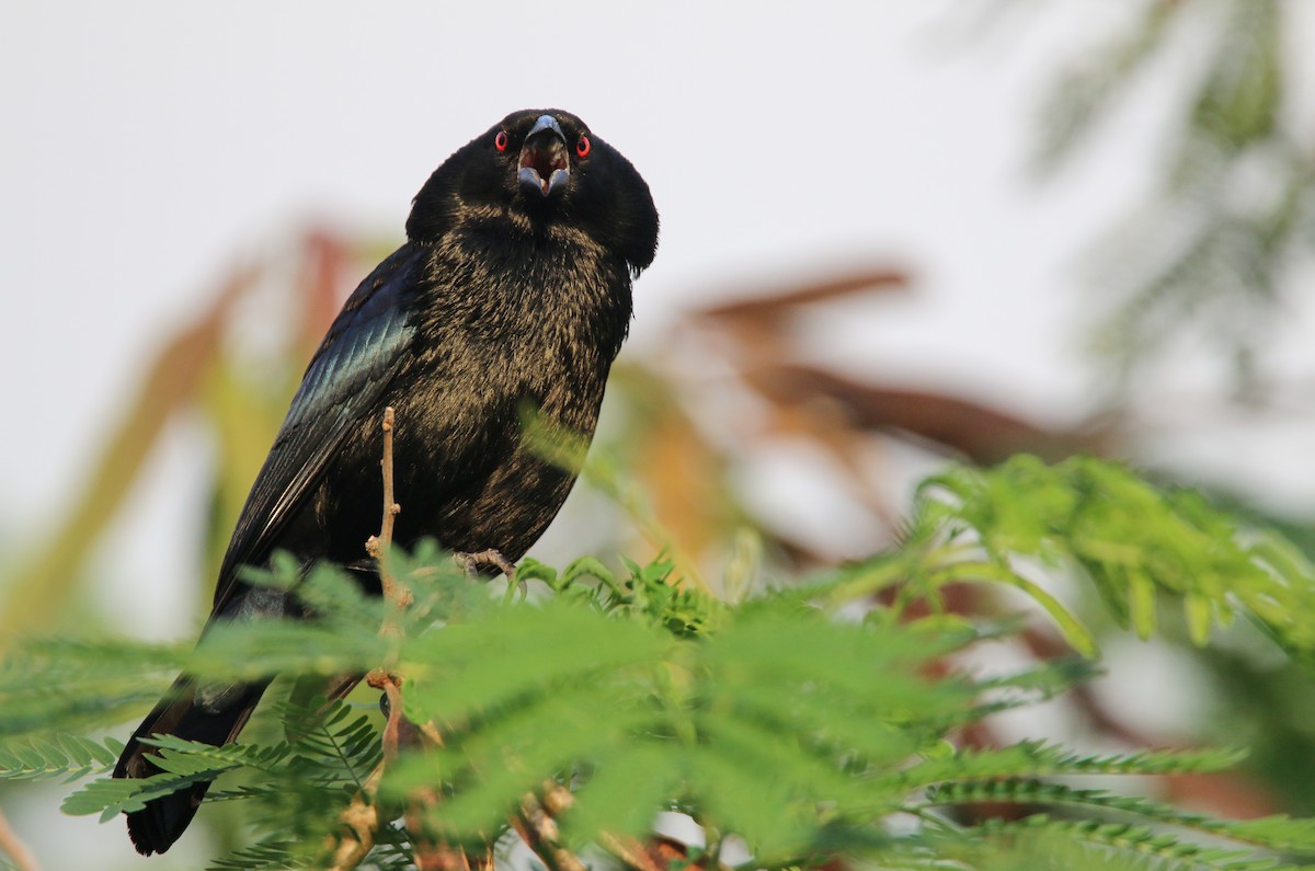 Bronzed Cowbird (Bronzed) - ML138821851