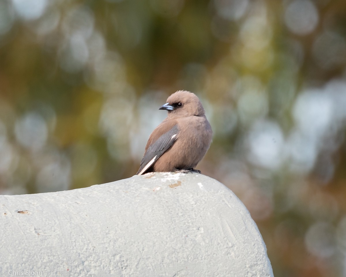 Dusky Woodswallow - ML138821871