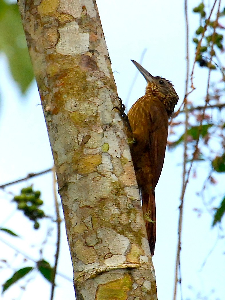 Olive-backed Woodcreeper - ML138822941