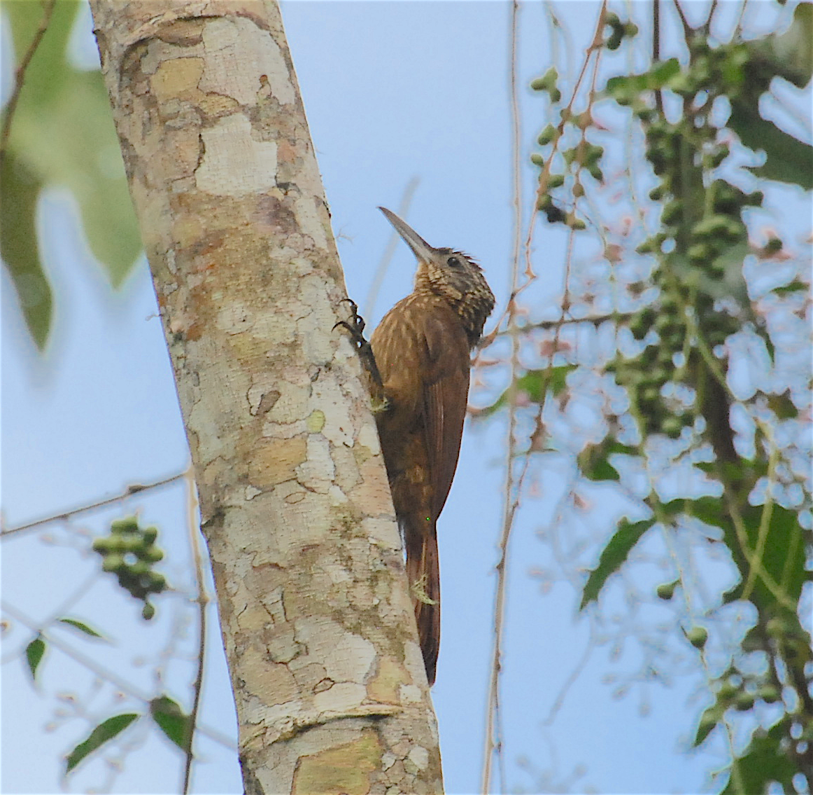 Olive-backed Woodcreeper - Anonymous