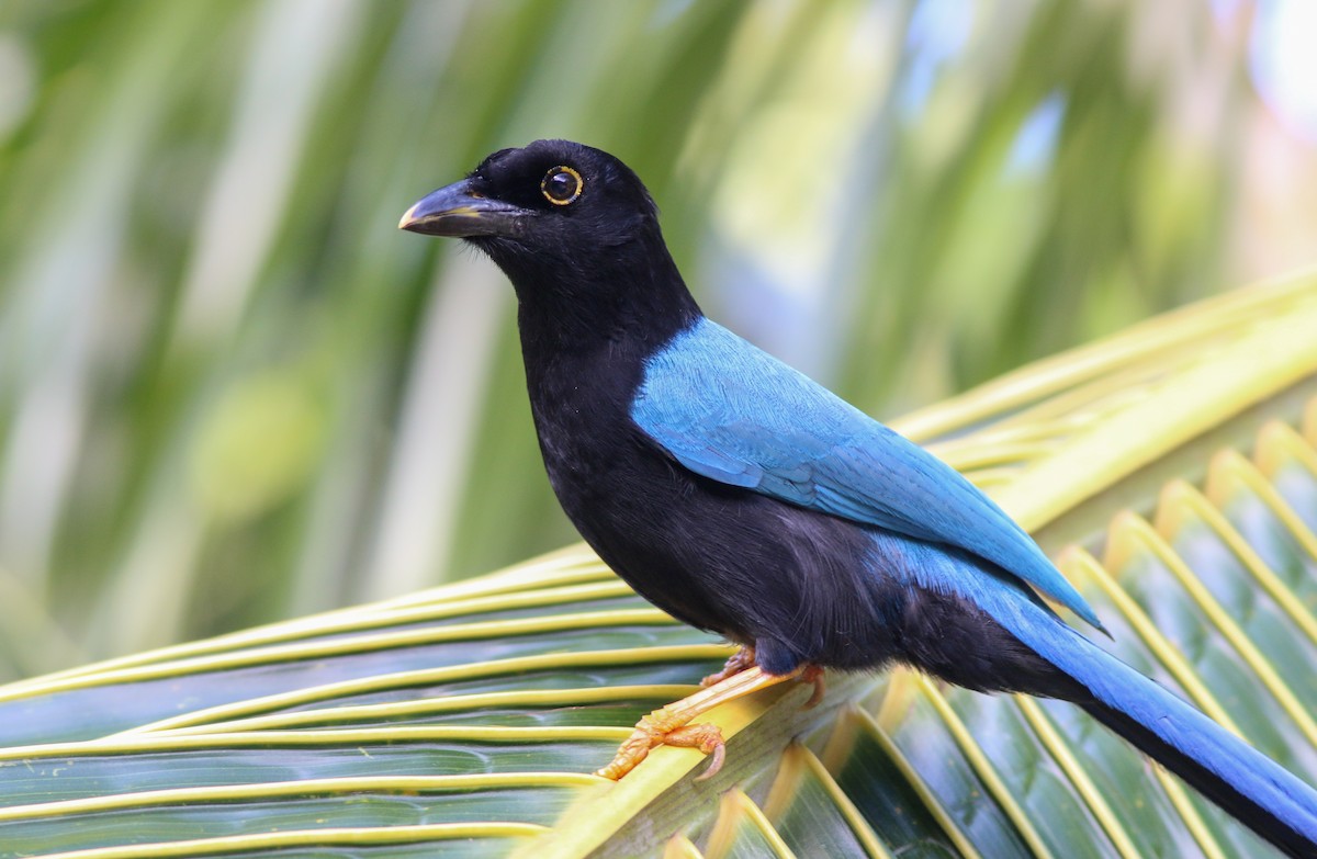 Yucatan Jay - ML138823771