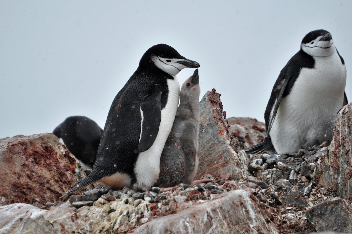 Chinstrap Penguin - Heidi Krajewsky