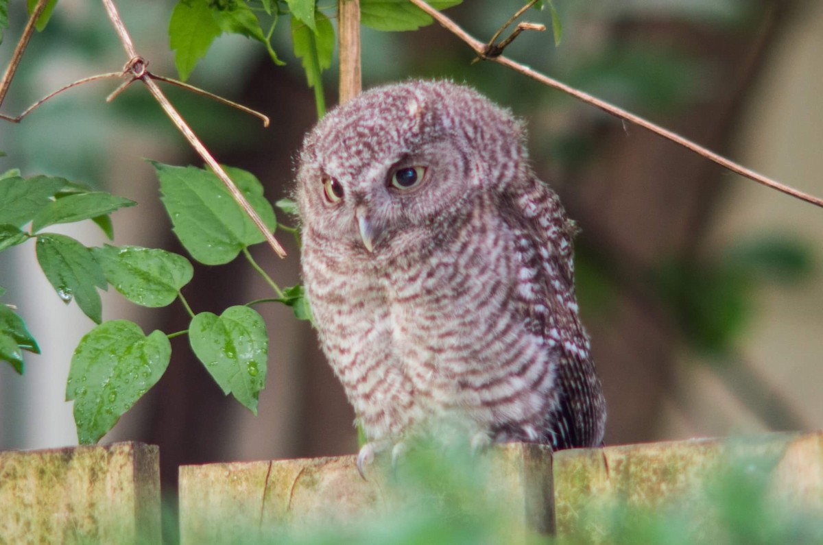 Eastern Screech-Owl - ML138824451