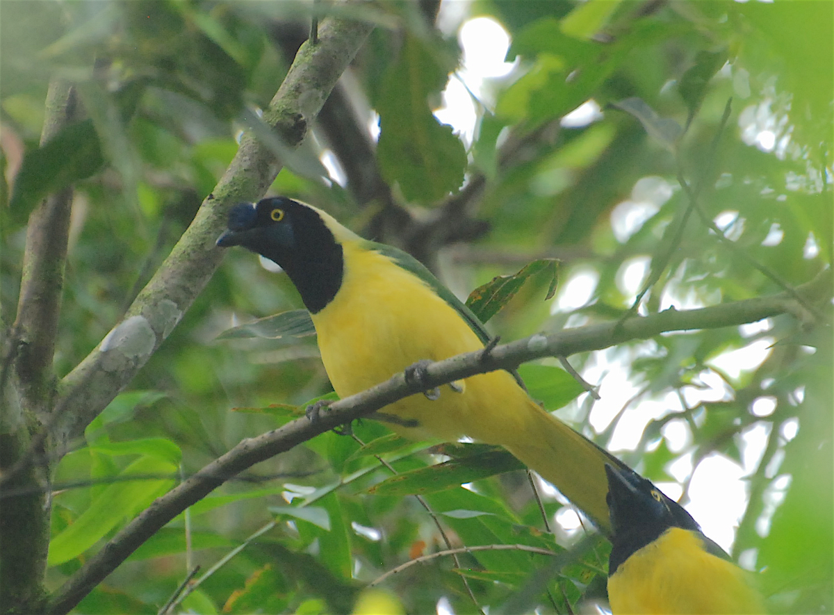 Green Jay - ML138824911