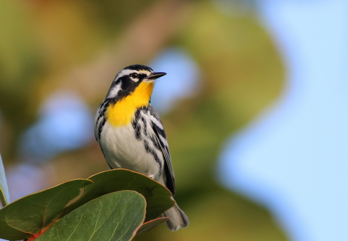 Yellow-throated Warbler - ML138825221