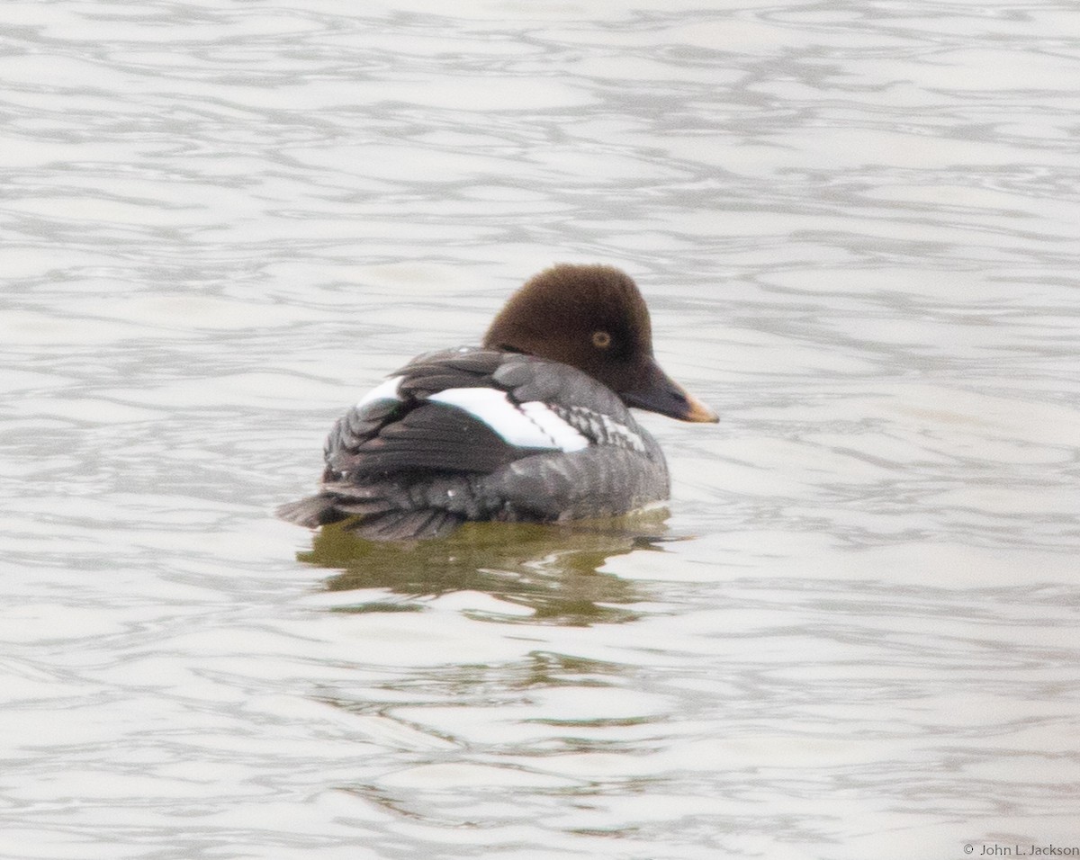 Common Goldeneye - ML138825301