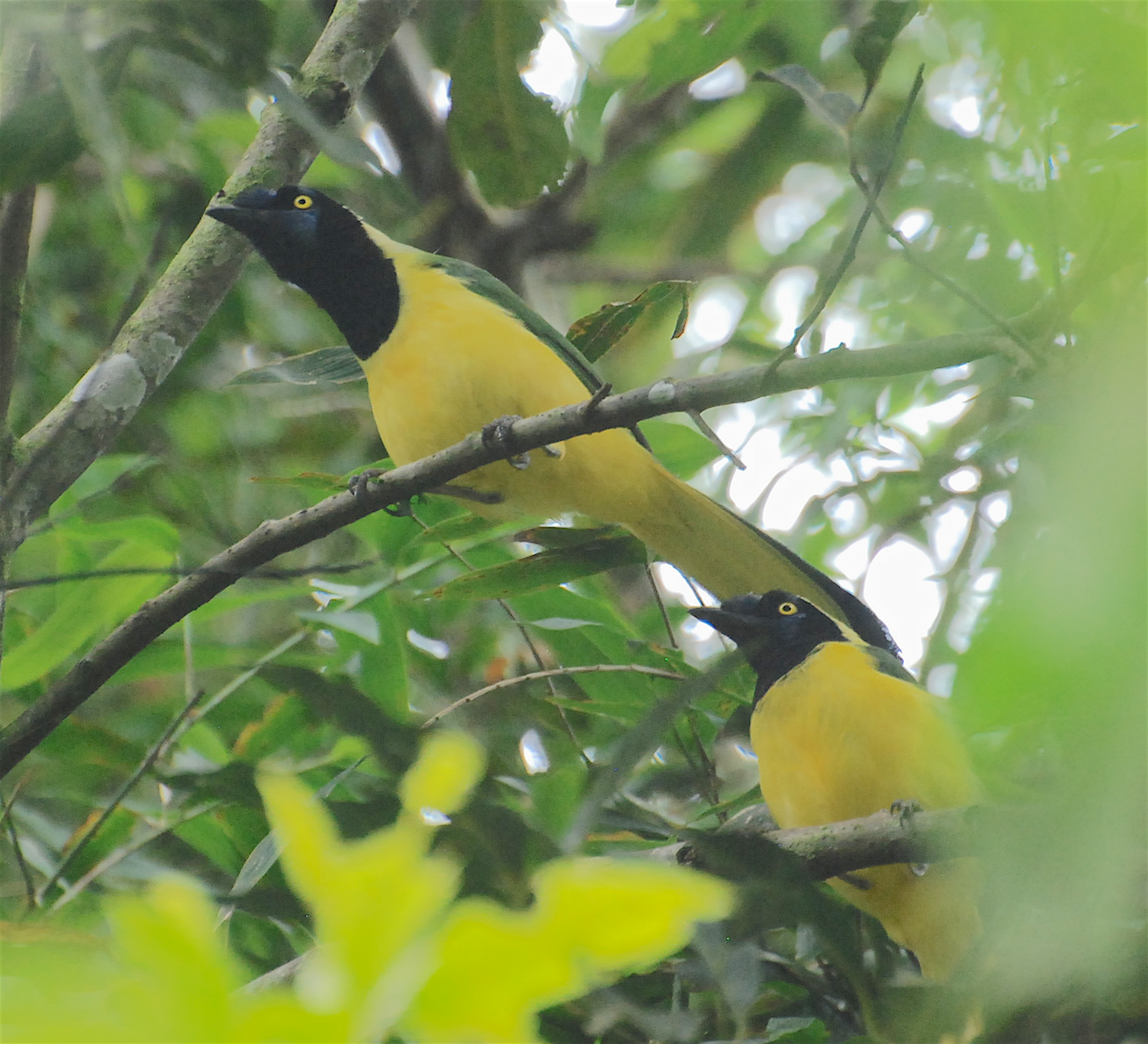 Green Jay - Anonymous