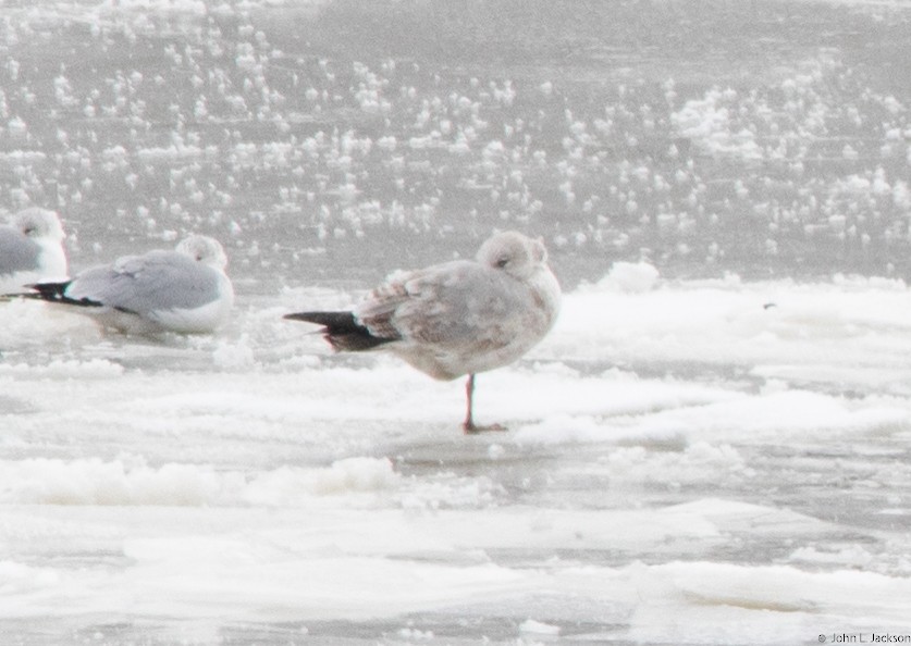 Ring-billed Gull - ML138826611