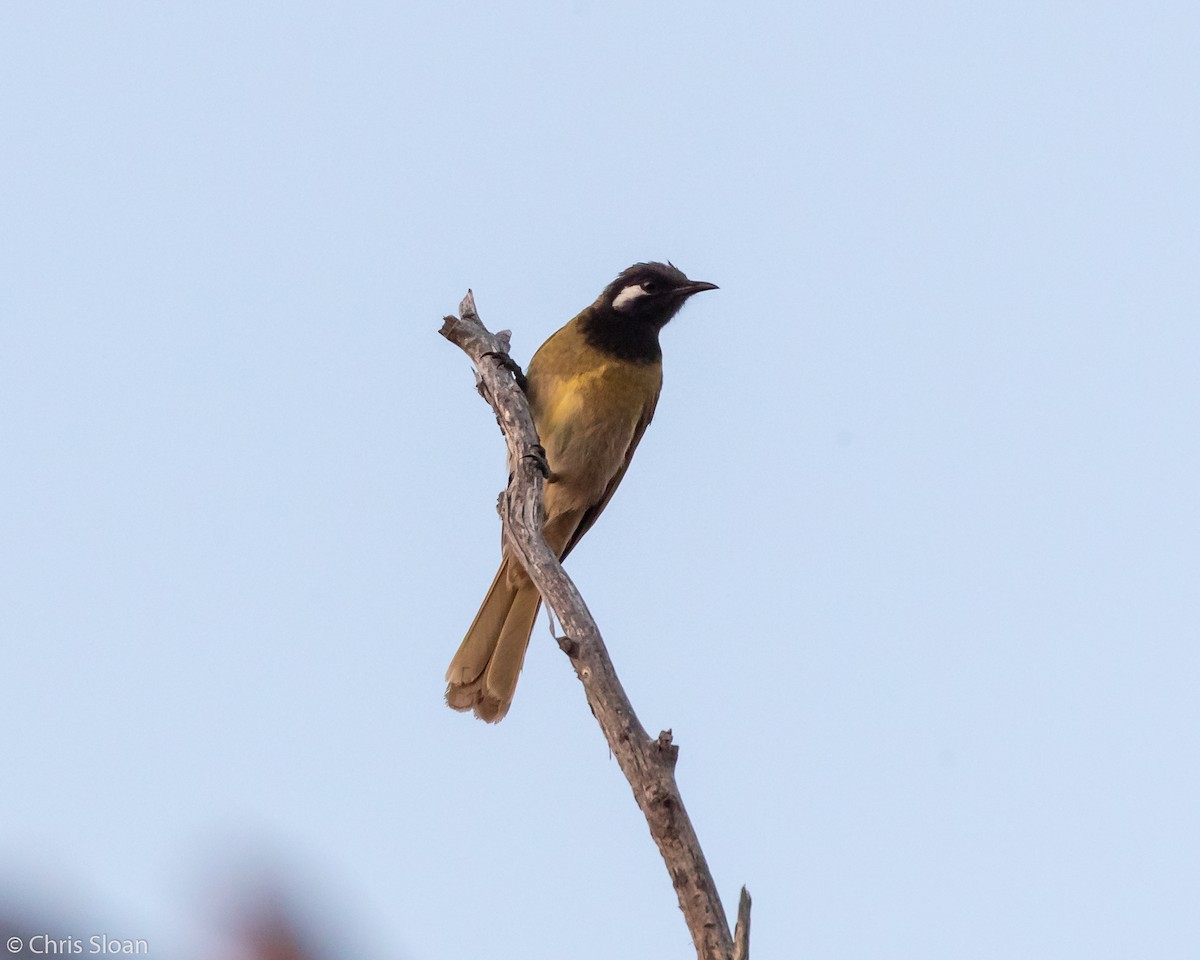 White-eared Honeyeater - ML138826671