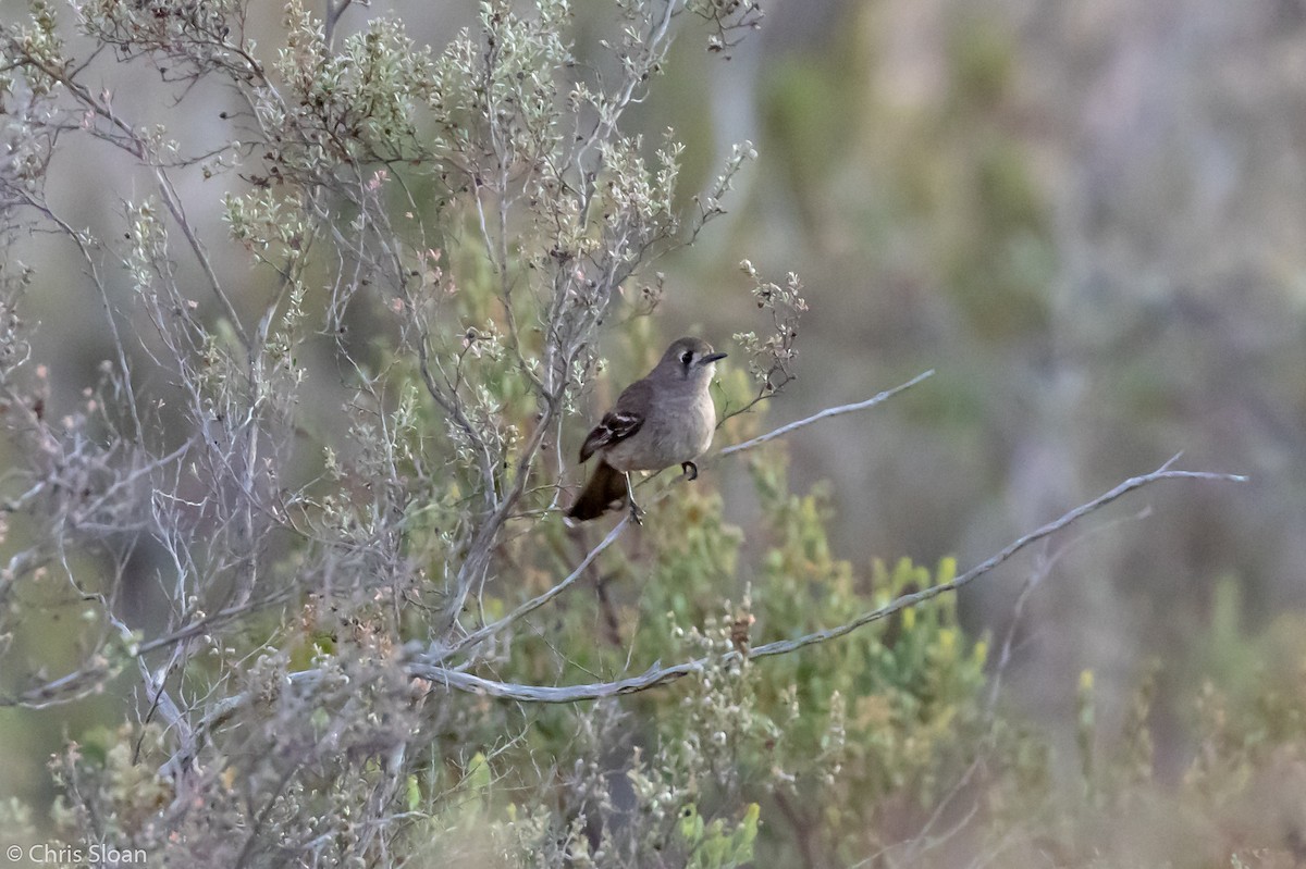 Southern Scrub-Robin - ML138826771