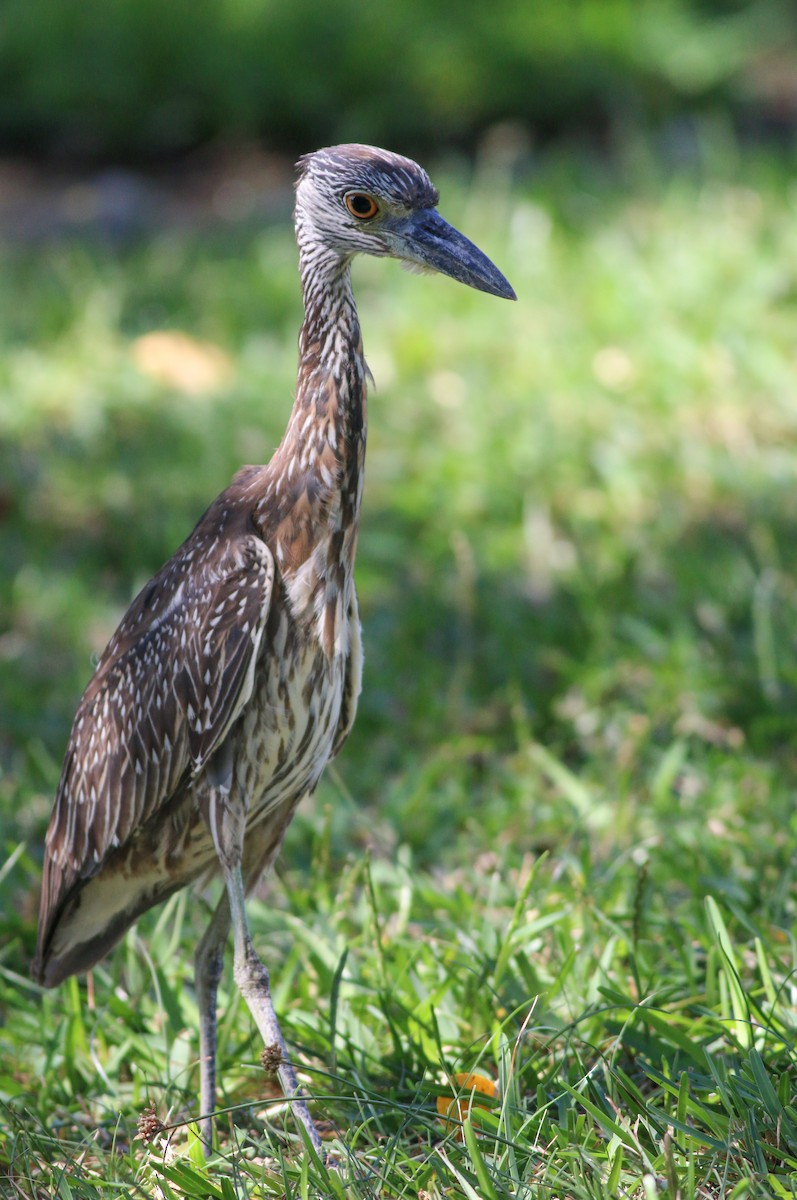 Yellow-crowned Night Heron - Ian Davies