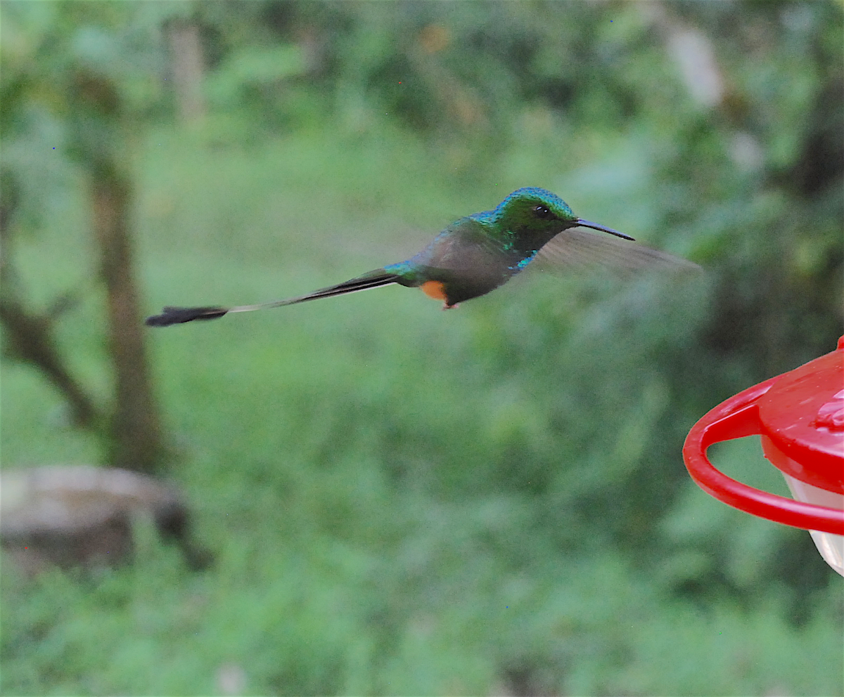 Peruvian Racket-tail - Anonymous