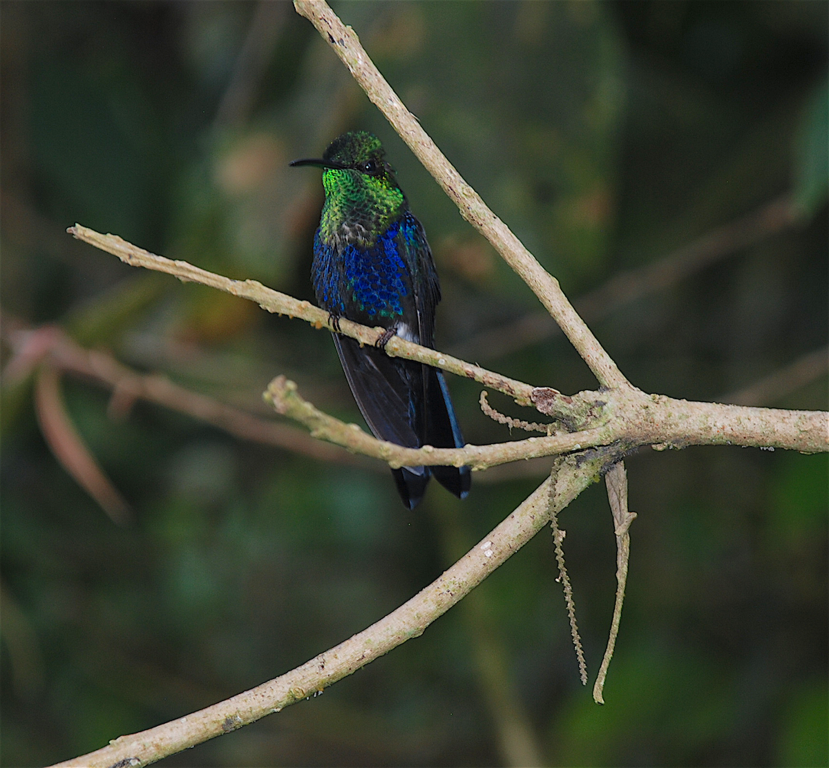 Fork-tailed Woodnymph - Anonymous