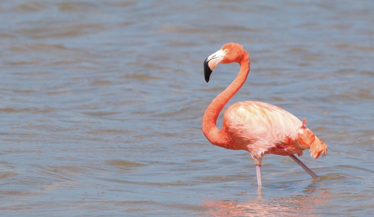 American Flamingo - ML138828601