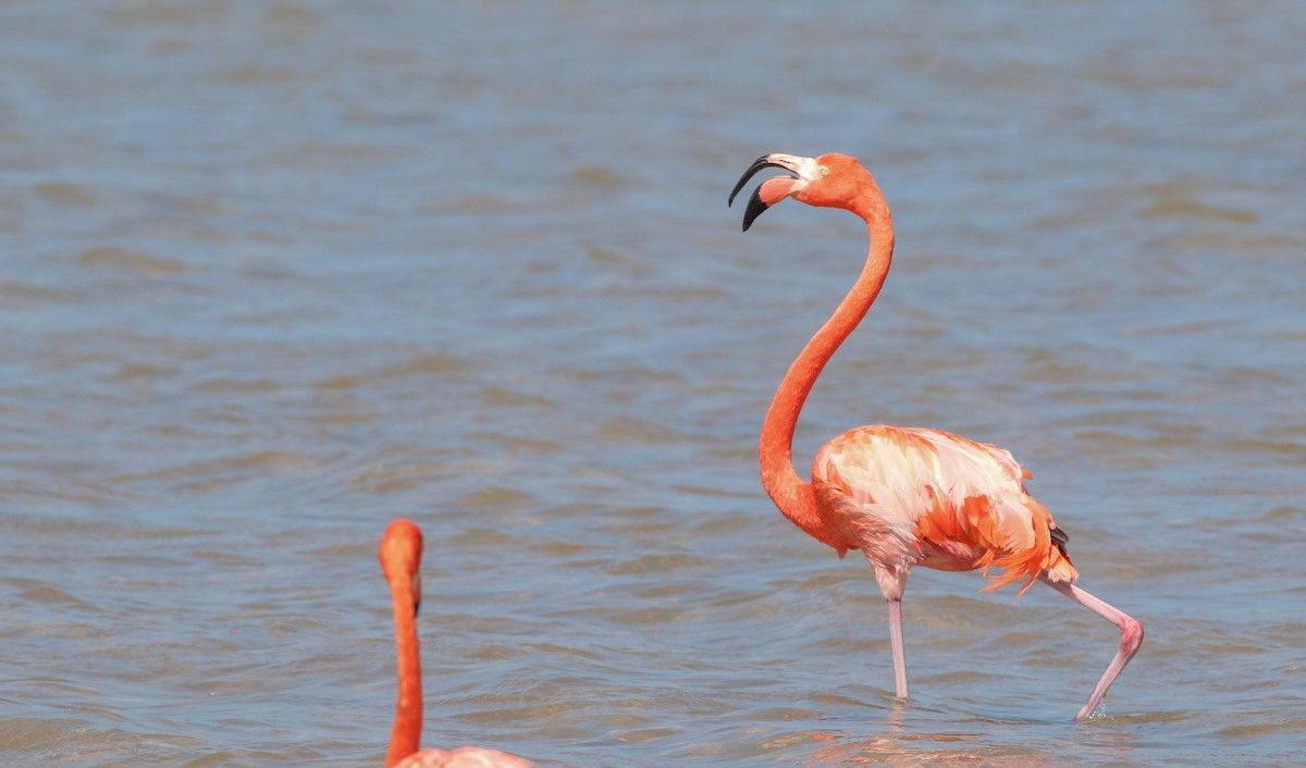 American Flamingo - ML138828631