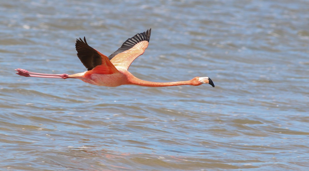 American Flamingo - ML138828681