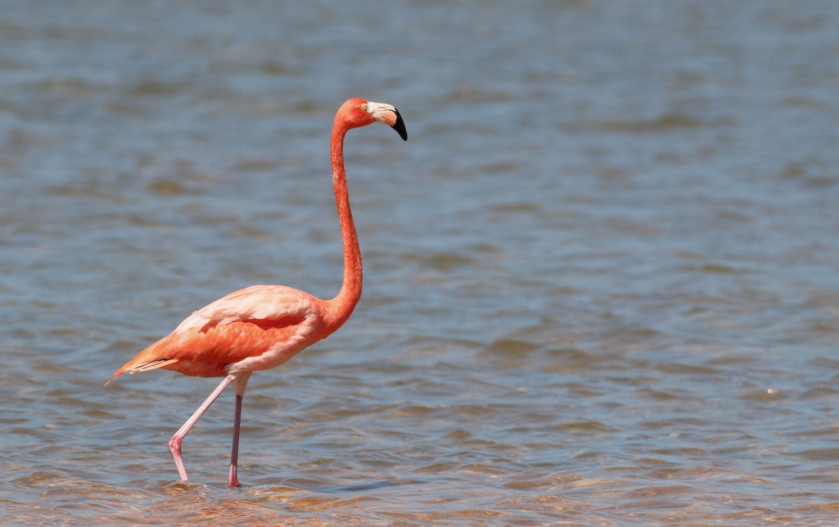 American Flamingo - ML138828701