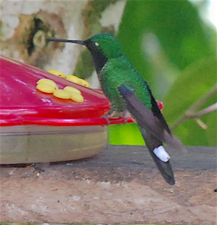 Rufous-vented Whitetip - Anonymous