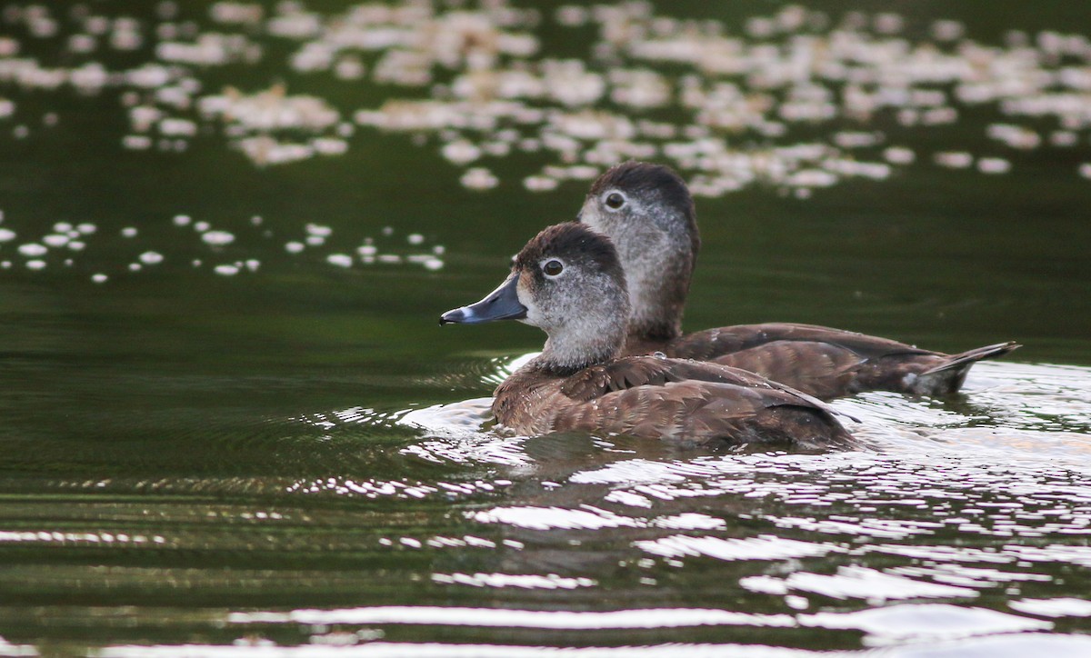 Ring-necked Duck - ML138828911