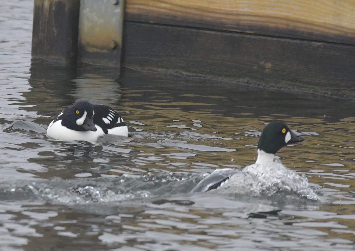 Barrow's Goldeneye - Linda Scribner