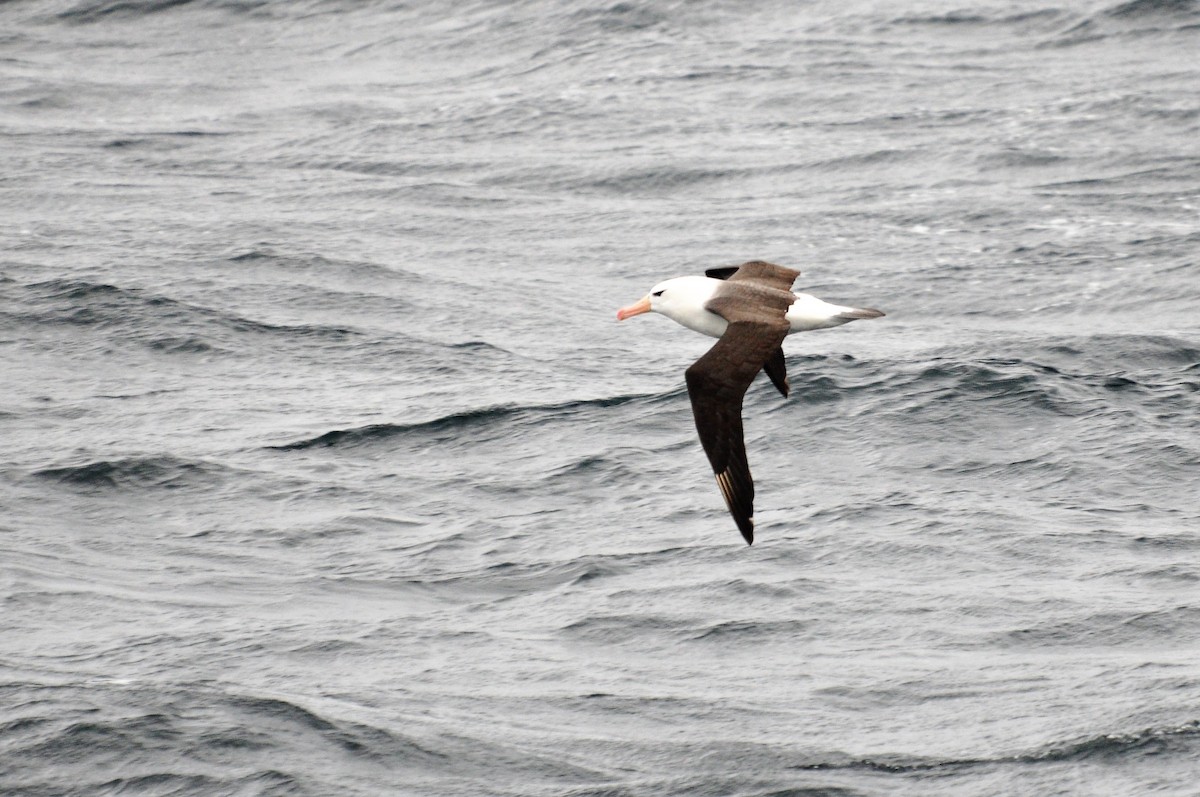 Black-browed Albatross - ML138830051